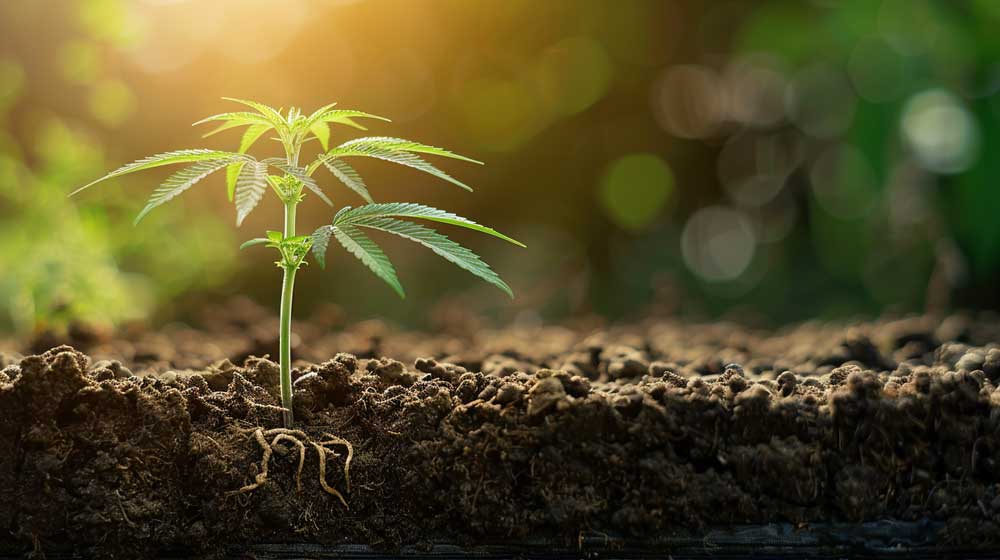 Handling von Cannabis Stecklingen